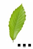 Châtaignier - Feuille sur fond blanc (Castanea sativa)